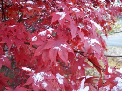 red_maple_snow_21