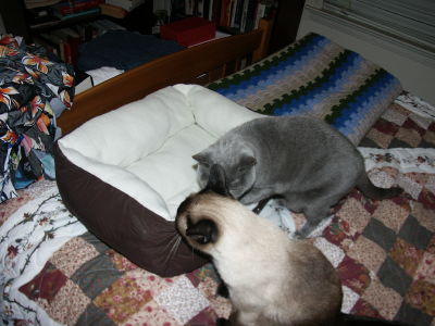 NewBed3 NewBed3