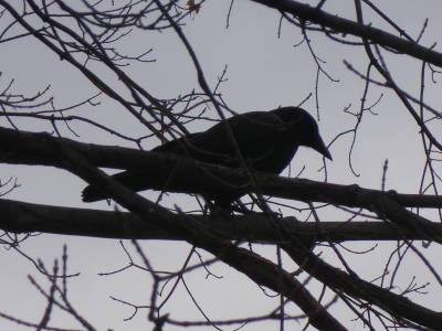 Crow
