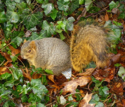 12-15-11FatWinterSquirrel