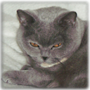 littlekitty