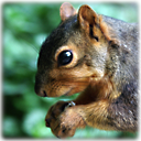 Squirrels