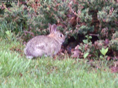 ABunny.jpg