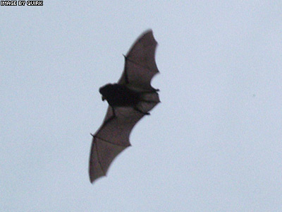 BatFlying.jpg