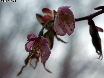 Bedraggled-blooms.jpg