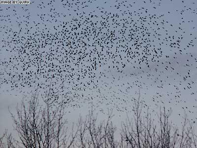 Birds.jpg