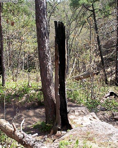 BlastedTree.jpg