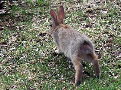 CBunny.jpg