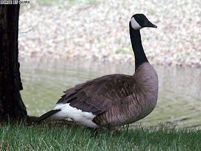 Canada_Goose.jpg