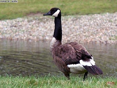 Canada_Goose2.jpg