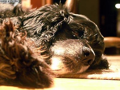Charlie_Dog.jpg