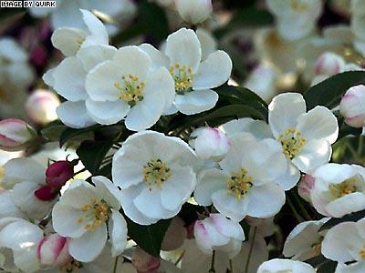 CrabAppleBlossomReal.jpg