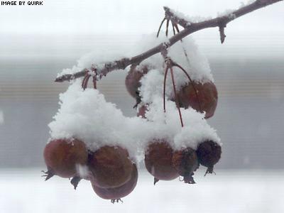CrabAppleSnow.jpg