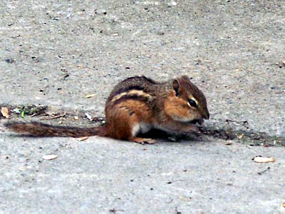 FaceStuffChipmonk.jpg
