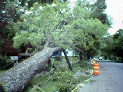 FallenTree1.jpg