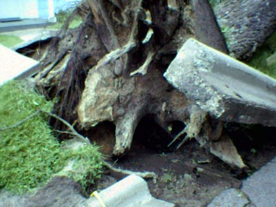 FallenTree2.jpg