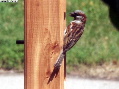 FeederFinch.jpg