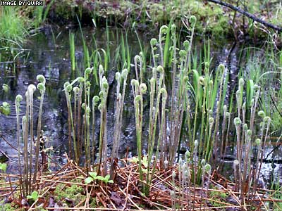 FernsInSwamp.jpg