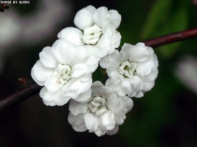 FourWhiteFlowers.jpg