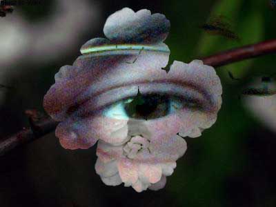 FourWhiteFlowers.jpg