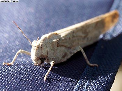 Patient Hopper
