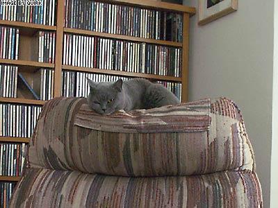 KittyChair.jpg