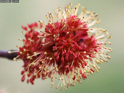 RedMapleFlower.jpg