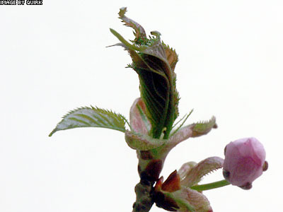 ReptileLeaves.jpg