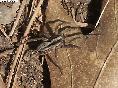 Spider.jpg