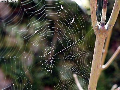 Spiderweb.jpg