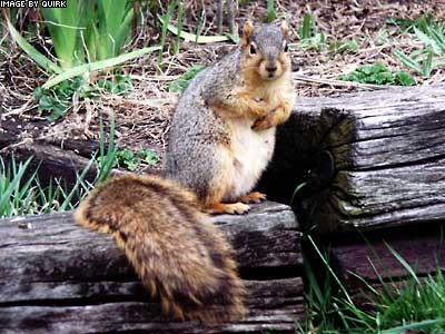 SpringSqurl04.jpg