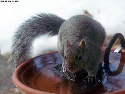SquirrelBath.jpg