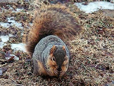 SquirrelEating.jpg