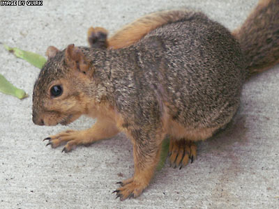 SquirrelWithAnItch.jpg