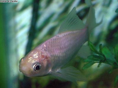 TinyFish.jpg