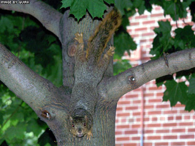 TreeSeesMe.jpg
