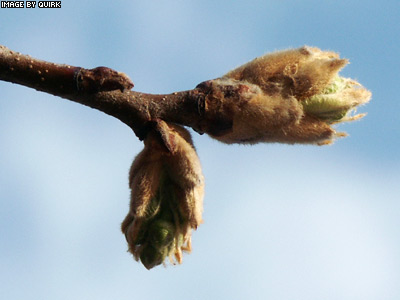 TwigBuds.jpg