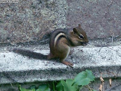 Wall_Chipmunk.jpg