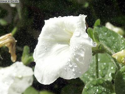 Wet_Flower.jpg