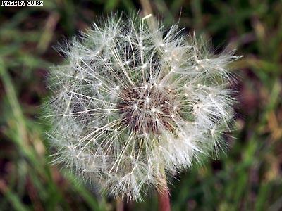 dandilion.jpg