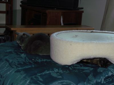 CatbedWar.jpg