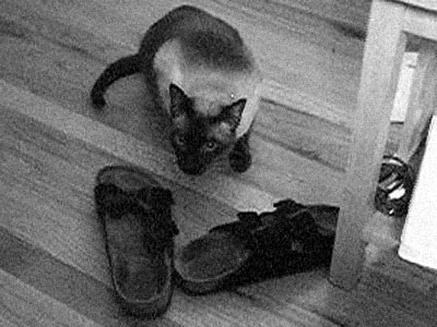 Isaak Loves Sandals