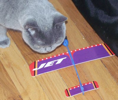 LittleKittyNPlane.jpg