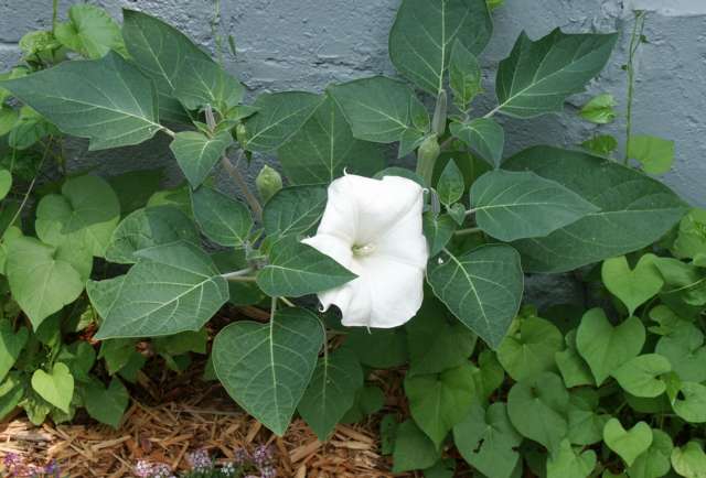 Moonflower