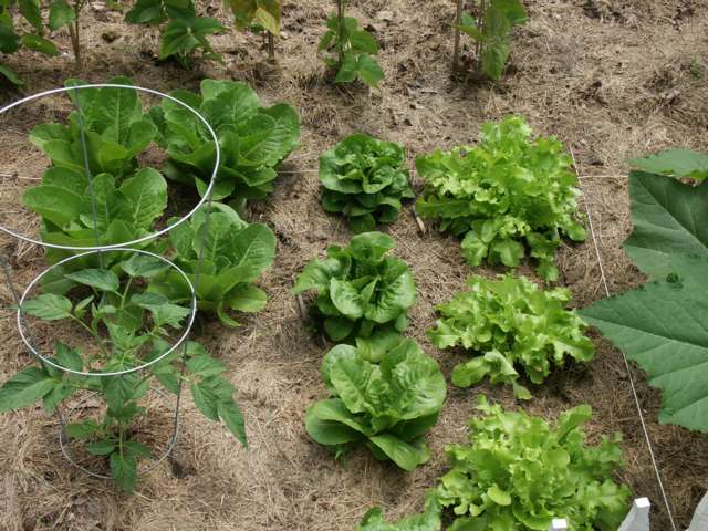 Lettuce