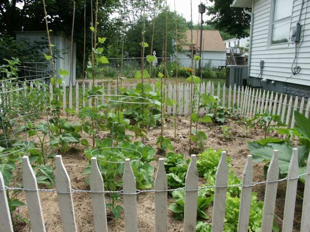 GardenWithPeas