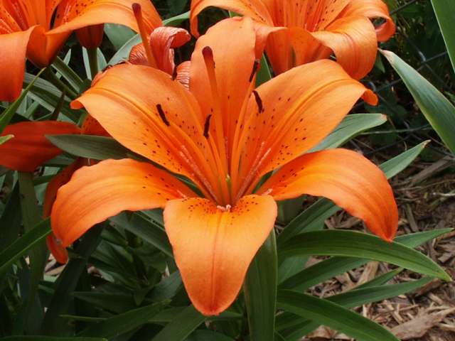 DayLilly