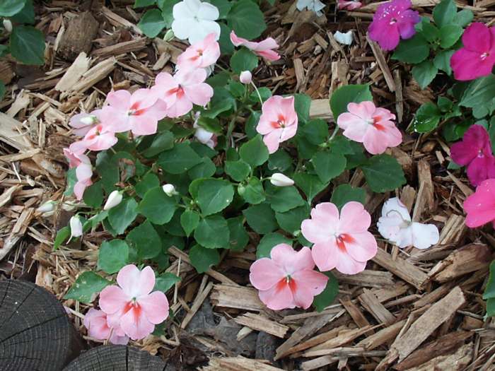 Impatiens
