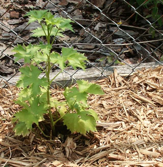 Delphinium?