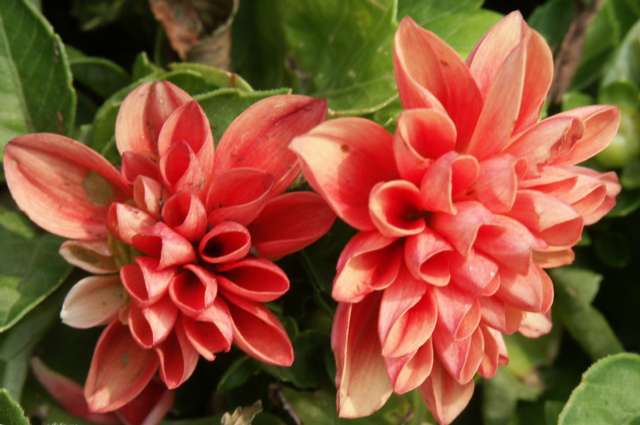 Dahlia